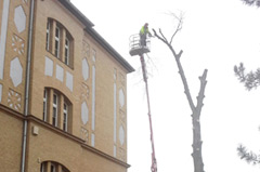 Baufeldfreimachung für Neubau Mittelschule Frohburg