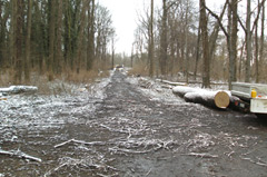 Baumfällung im Schlosspark Rötha zur Vorbereitung von Wegebauarbeiten