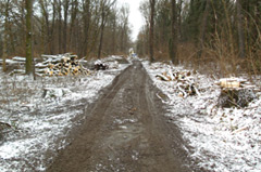 Baumfällung im Schlosspark Rötha zur Vorbereitung von Wegebauarbeiten