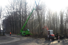 Baumfällung zur Unfallverhütung in der Stadt Frohburg