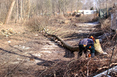 Rodung von Pappeln für den Neubau des Brodauer Umfluter in Schkeuditz